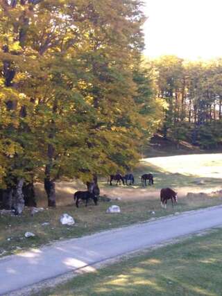 Фермерские дома Vida Жабляк-1