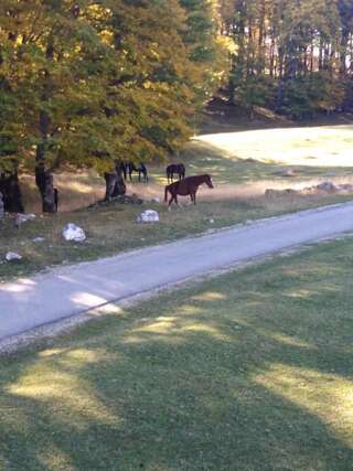 Фермерские дома Vida Жабляк Двухместный номер Делюкс с 1 кроватью-16